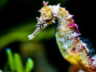 塔斯马尼亚海马世界和南洋水族馆