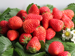 北京芦西园体验观光园