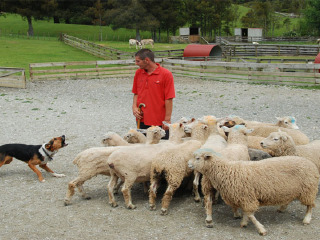 奥克兰绵羊世界