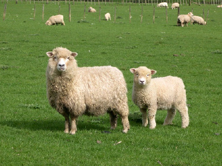 奥克兰绵羊世界