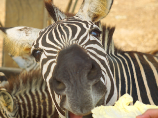 杭州野生动物世界