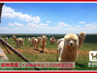 鼎梁羊驼主题乐园