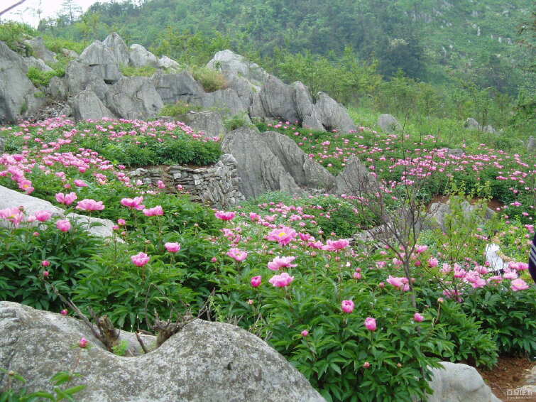丫山花海石林