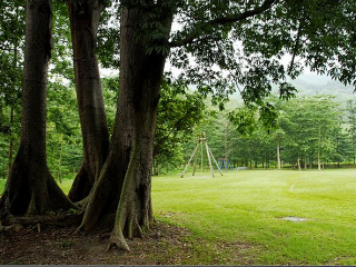 平和吉贝木棉林