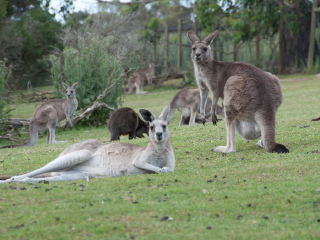 菲利普野生动物园