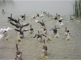 约翰内斯堡野鸭湖