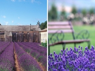 雅思迷宫及薰衣草花园