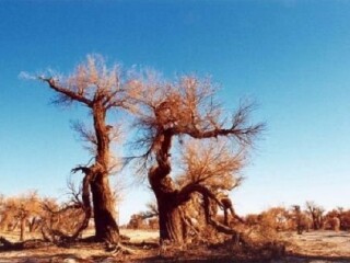 布鲁姆鸟类观察站
