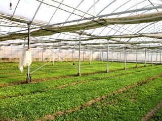 中穗菲尼克斯庄园