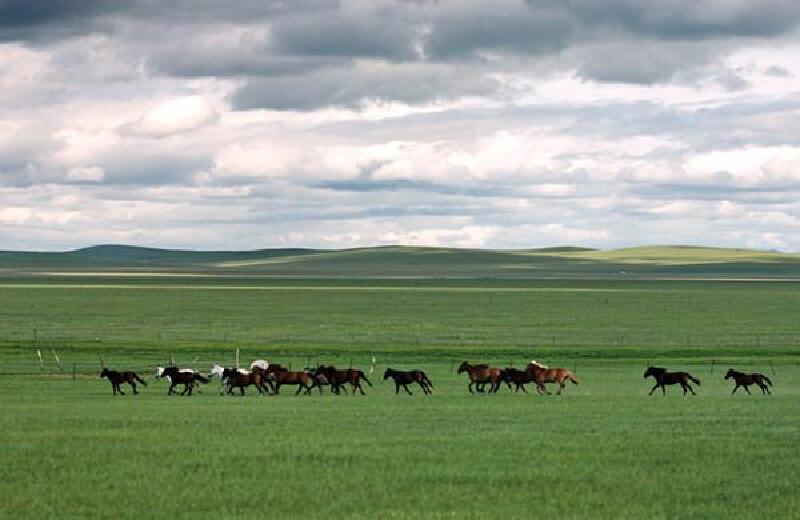 内蒙古大草原图片