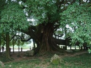 穿岩古榕