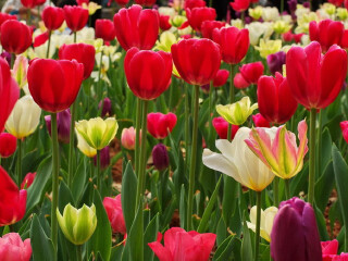 2015荷兰郁金香花卉节