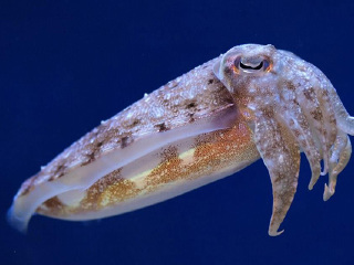 塔斯马尼亚海马世界和南洋水族馆