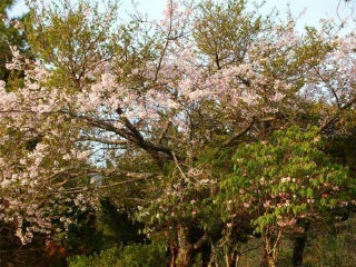 大雪山森林游乐区