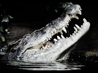 墨尔本海洋生物水族馆