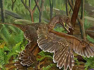 鸟化石自然保护区