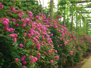 重庆金果园生态旅游区