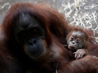 法兰克福动物园