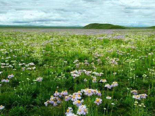 马兰花大草原