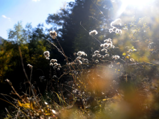 管涔山国家森林公园