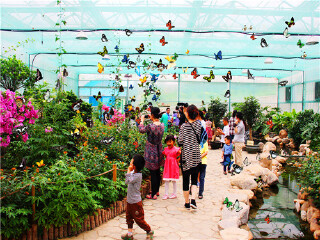 大连旅顺蝶恋花蝴蝶园