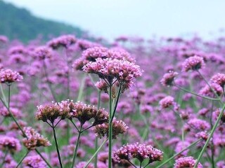 紫云花汐薰衣草花园