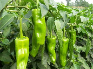 御丰观光采摘园