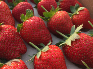 天津芝心园草莓采摘园