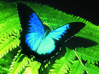 凯恩斯蝴蝶生态馆