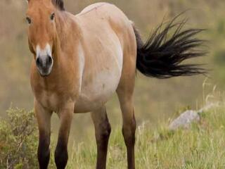 新疆野马繁育基地