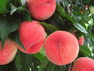 御丰观光采摘园