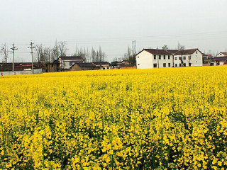 汉中油菜花