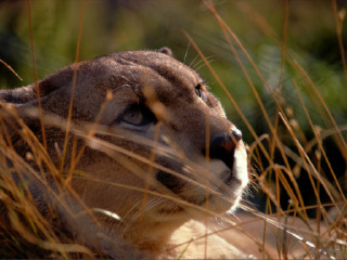 马德雷德迪奥斯大区