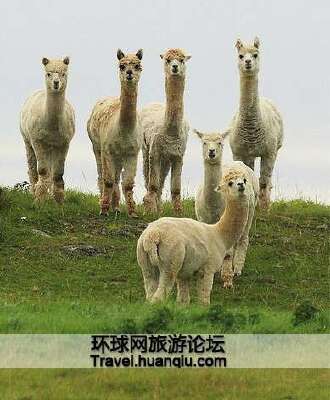 阿亚库乔大区图片