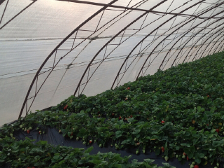 北京平谷京香园采摘