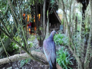 柳岸野生动物保护区