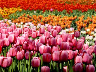 2015荷兰郁金香花卉节