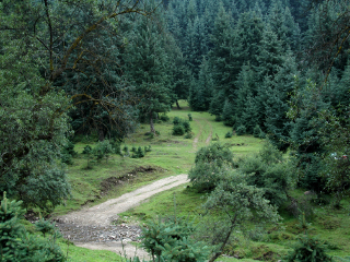 大通国家森林公园