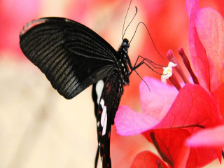 大连旅顺蝶恋花蝴蝶园