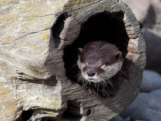 基督城奥拉纳野生动物园
