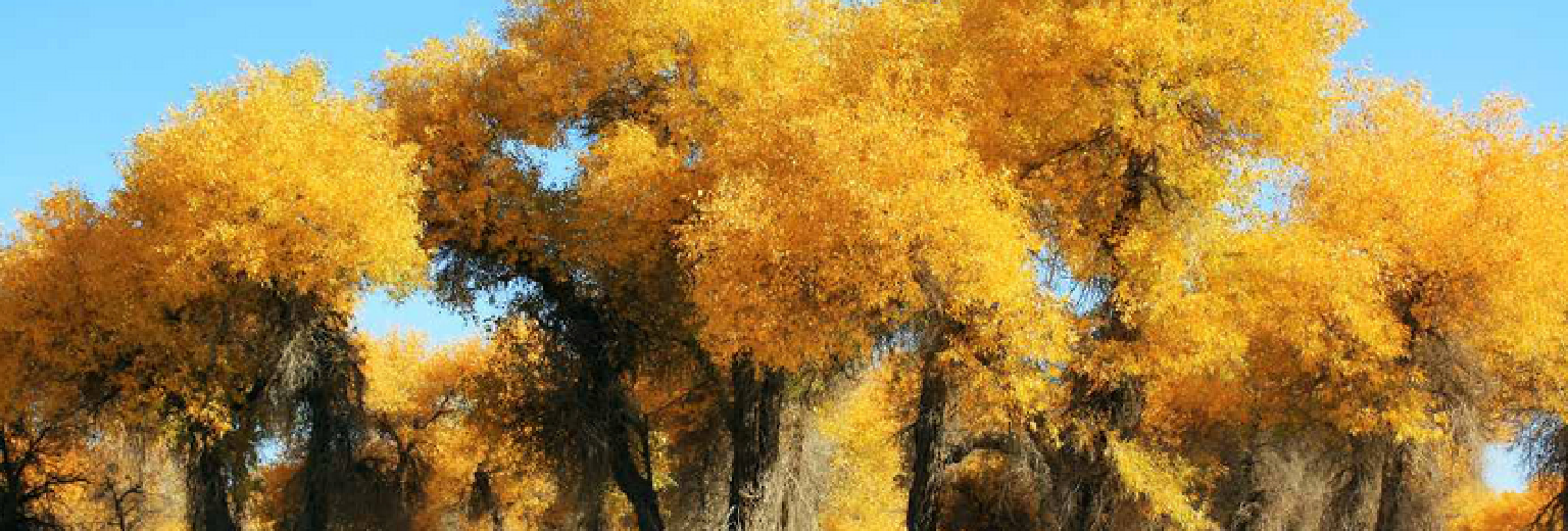 【2024】和田胡杨林旅游攻略_和田胡杨林自助游攻略_和田胡杨林出游