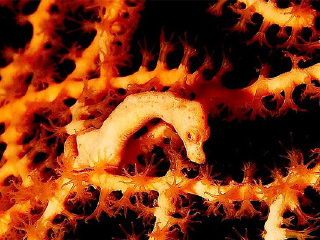 塔斯马尼亚海马世界和南洋水族馆