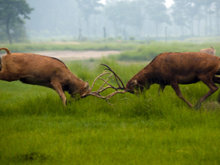 盐城大丰麋鹿国家级自然保护区
