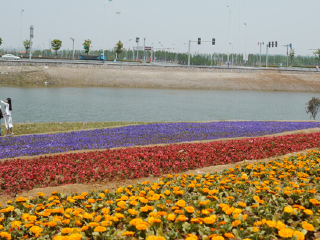 杭州湾海上花田景区