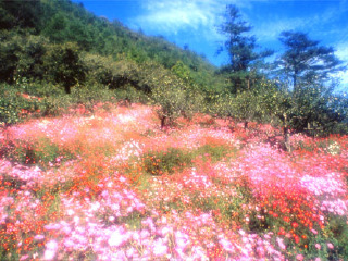 武陵森林游乐区