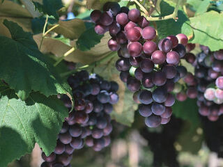 老杜葡萄采摘园