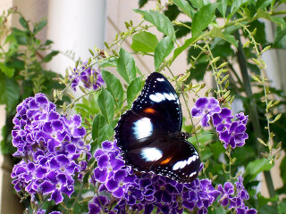 凯恩斯蝴蝶生态馆