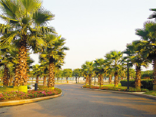 法兰克福棕榈树公园