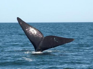 鲸鱼和海鸟研究所