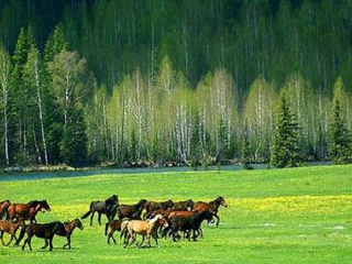 加什哈拉盖牧场